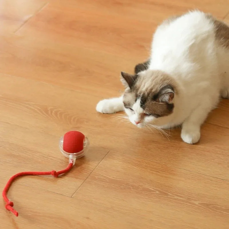 Pawly Ball — La Balle Qui Occupe Votre Chat